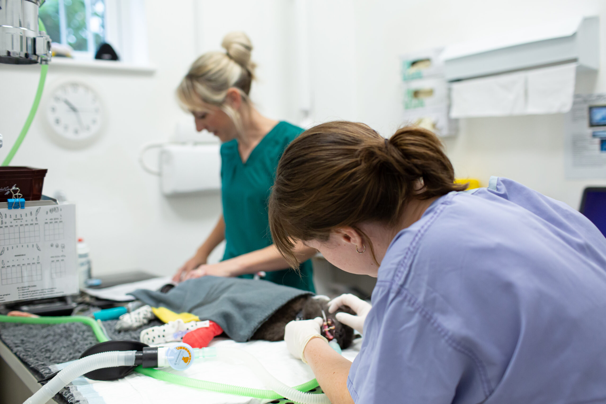 CASTLE-VETS-2022-325-scaled